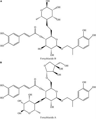 Forsythiasides: A review of the pharmacological effects